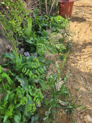 노복우님의 기타작물 · 영농일지 작성글 사진