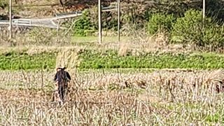 장흥 모경화 님의 두릅 · 영농일지 작성글 사진