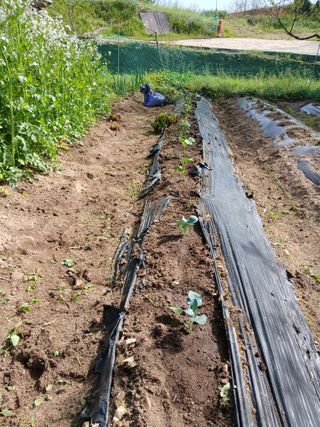 향양농장 사랑합니다님의 기타작물 · 영농일지 작성글 사진