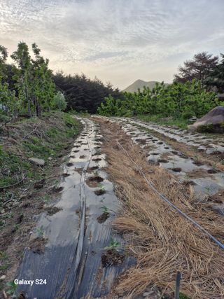 박성균님의 고추 · 영농일지 작성글 사진