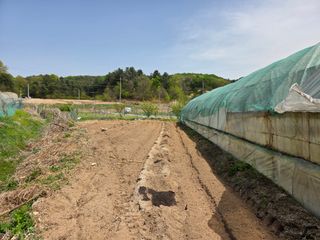 김윤회님의 호박 · 영농일지 작성글 사진