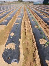 팜모닝 기타작물·영농일지 게시글 이미지