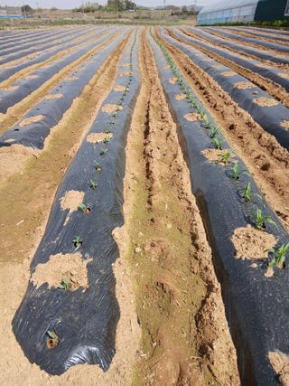 고추10769님의 기타작물 · 영농일지 작성글 사진