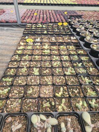 신상섭님의 기타작물 · 영농일지 작성글 사진