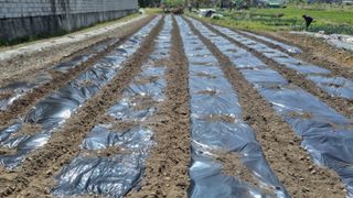 김동명님의 기타작물 · 영농일지 작성글 사진