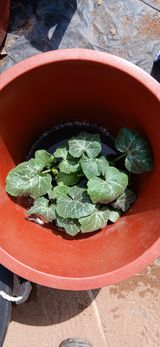 정연섭님의 작성글 사진