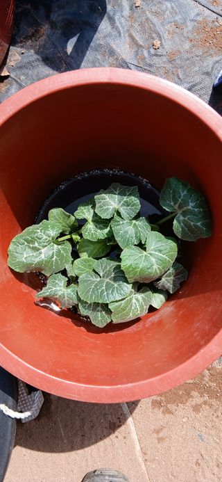 정연섭님의 기타작물 · 영농일지 작성글 사진