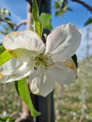 님의 사과 · 영농일지 작성글 사진