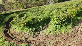 장흥 모경화 님의 두릅 · 영농일지 작성글 사진