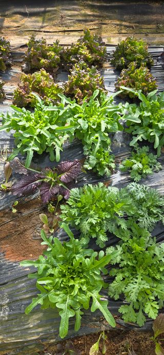 김성필님의 기타작물 · 영농일지 작성글 사진