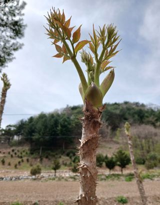 인생은 소풍처럼~님의 기타작물 · 영농일지 작성글 사진