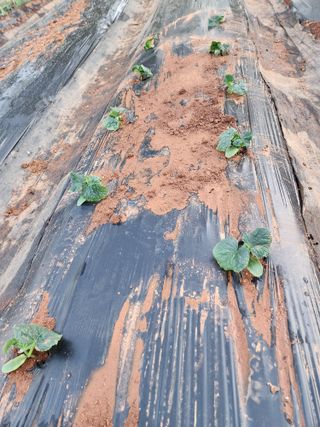 벙개도리님의 기타작물 · 영농일지 작성글 사진