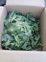 향양농장 사랑합니다님의 작성글 사진