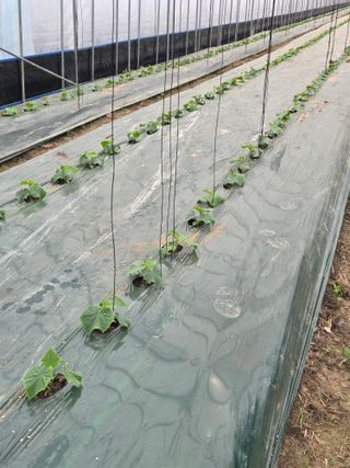 홍성규 님의 오이 · 영농일지 작성글 사진