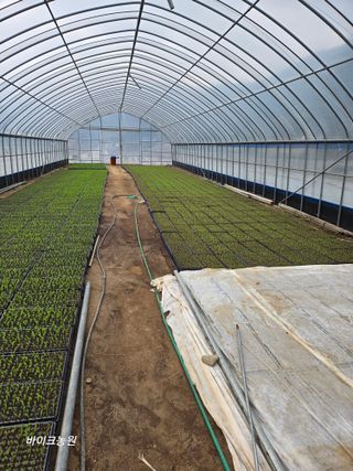 팜모닝회원 바이크농원님의 기타작물 · 영농일지 작성글 사진