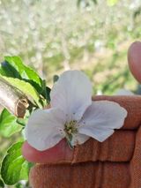 팜모닝 사과·영농일지 게시글 이미지