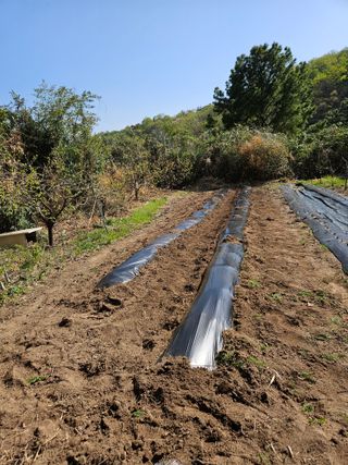 봉좌산님의 참깨 · 영농일지 작성글 사진