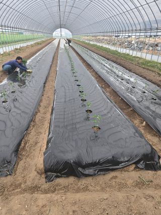 이낙훈님의 기타작물 · 영농일지 작성글 사진