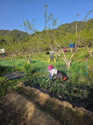 향양농장 사랑합니다님의 기타작물 · 영농일지 작성글 사진