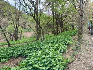 김홍중님의 기타작물 · 영농일지 작성글 사진
