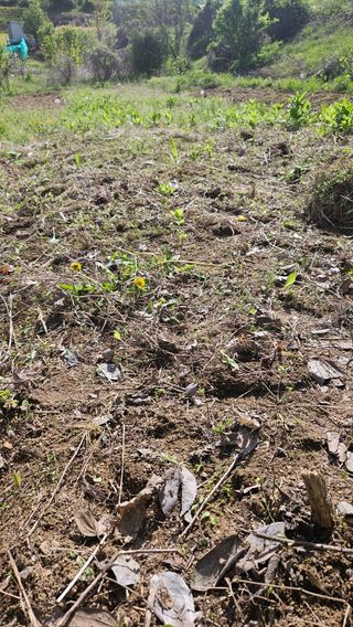 어설픈촌넘님의 기타작물 · 영농일지 작성글 사진