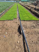 팜모닝 기타작물·영농일지 게시글 이미지