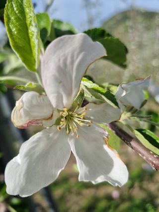 님의 사과 · 영농일지 작성글 사진
