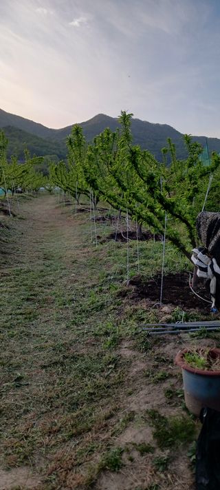 김 연님의 기타작물 · 영농일지 작성글 사진