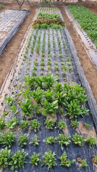 김지철님의 기타작물 · 영농일지 작성글 사진