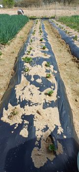 남궁봉님의 작성글 사진