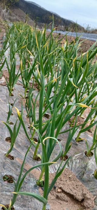 정연섭님의 기타작물 · 영농일지 작성글 사진