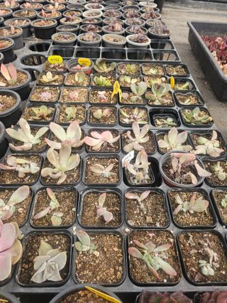 신상섭님의 기타작물 · 영농일지 작성글 사진