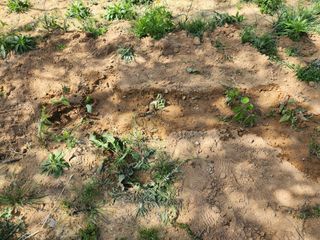 노복우님의 기타작물 · 영농일지 작성글 사진