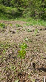 어설픈촌넘님의 작성글 사진