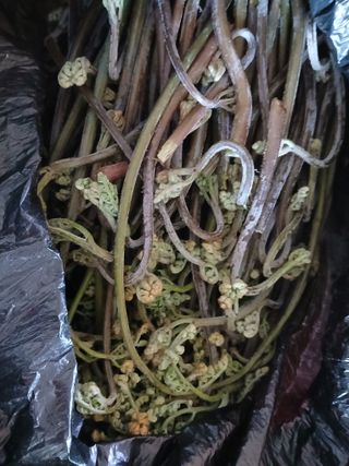 강지현님의 기타작물 · 영농일지 작성글 사진