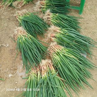 삼성농산님의 기타작물 · 영농일지 작성글 사진