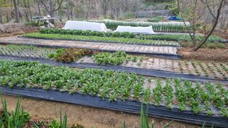 김지철님의 기타작물 · 영농일지 작성글 사진