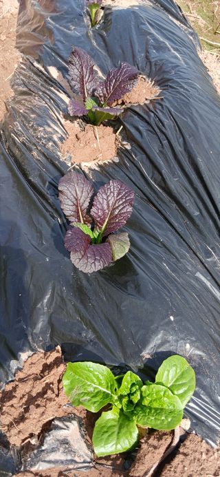 정연섭님의 기타작물 · 영농일지 작성글 사진