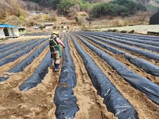 금옥길24님의 기타작물 · 영농일지 작성글 사진