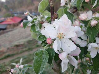 김홍중님의 기타작물 · 영농일지 작성글 사진
