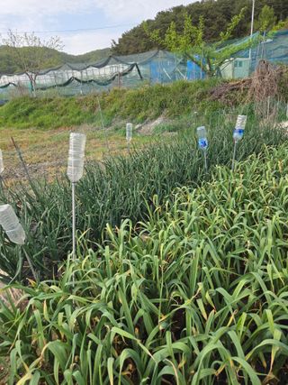 무형교회목사 안영진님의 양파 · 영농일지 작성글 사진