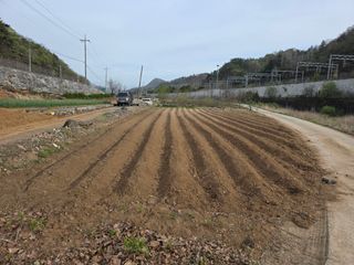 조일성님의 고구마 · 영농일지 작성글 사진