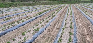 감자님의 감자 · 영농일지 작성글 사진