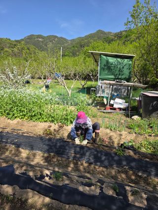 향양농장 사랑합니다님의 기타작물 · 영농일지 작성글 사진