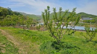 장정규님의 복숭아 · 영농일지 작성글 사진