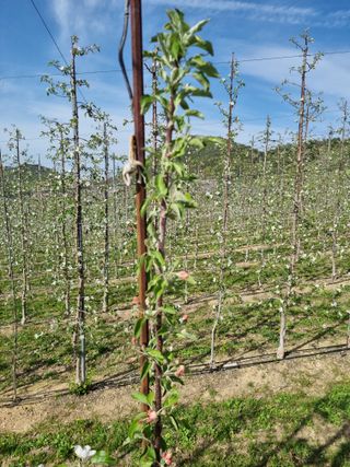 님의 사과 · 영농일지 작성글 사진