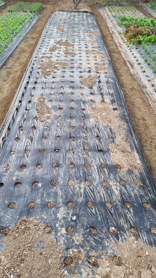 김지철님의 기타작물 · 영농일지 작성글 사진