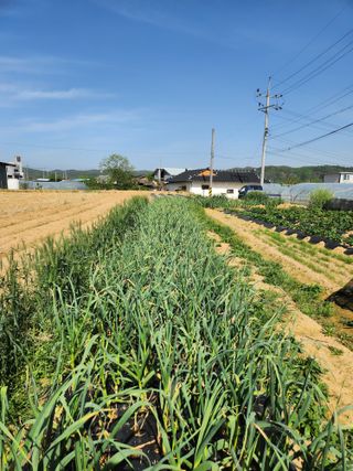 노복우님의 기타작물 · 영농일지 작성글 사진
