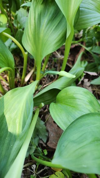 장흥 모경화 님의 두릅 · 영농일지 작성글 사진