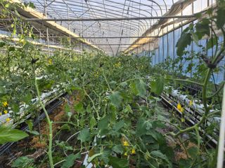 늘햇살팜 님의 기타작물 · 영농일지 작성글 사진